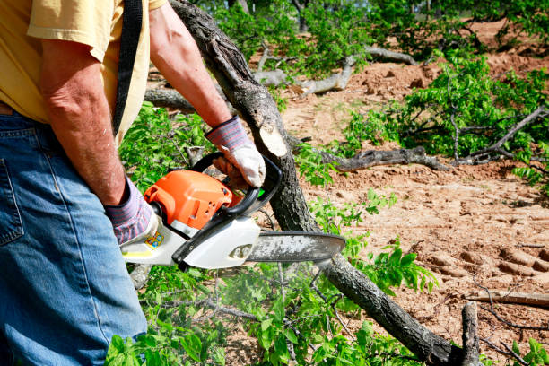 Best Tree Removal Cost  in Ponderay, ID